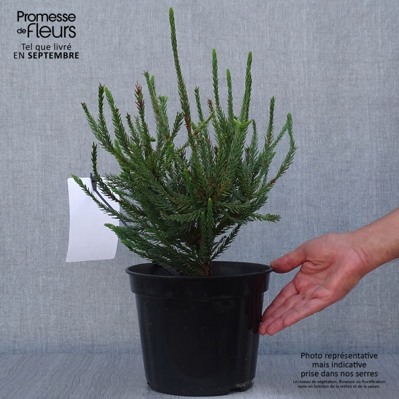 Spécimen de Cryptomeria japonica Araucarioides - Cèdre du Japon  Pot de 4L/5L tel que livré en automne