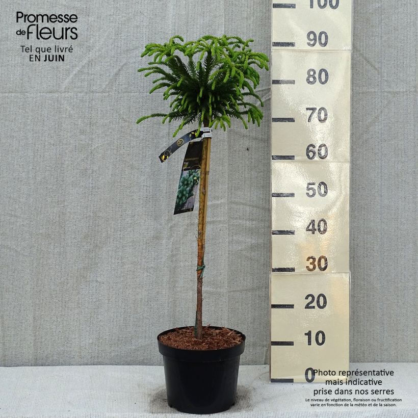 Spécimen de Cryptomeria japonica Dinger - Cèdre du Japon Pot de 4L/5L, Tige, Tige de 60 cm tel que livré au printemps
