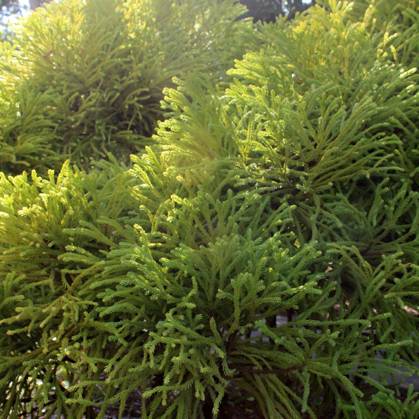 Cryptomeria japonica Globosa Nana - Cèdre du Japon  (Feuillage)