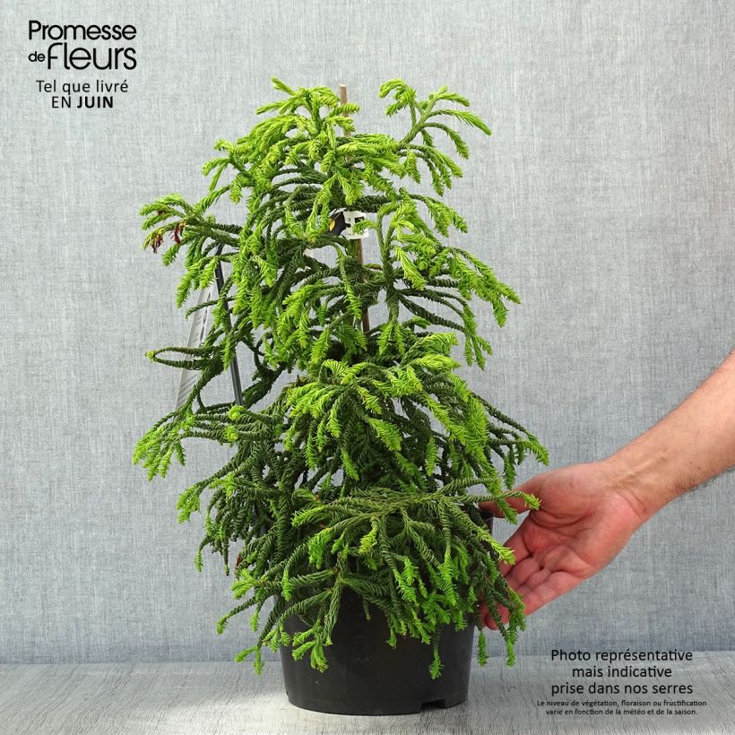 Amostra de Criptoméria Spiralis Vaso de 4 L/5 L tal como entregue na primavera