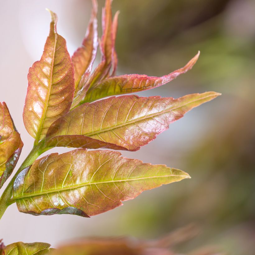 Toona sinensis - Acajou de Chine (Feuillage)