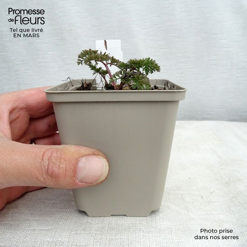 Amostra de Cenolophium denudatum Vaso de 8/9 cm tal como entregue na primavera