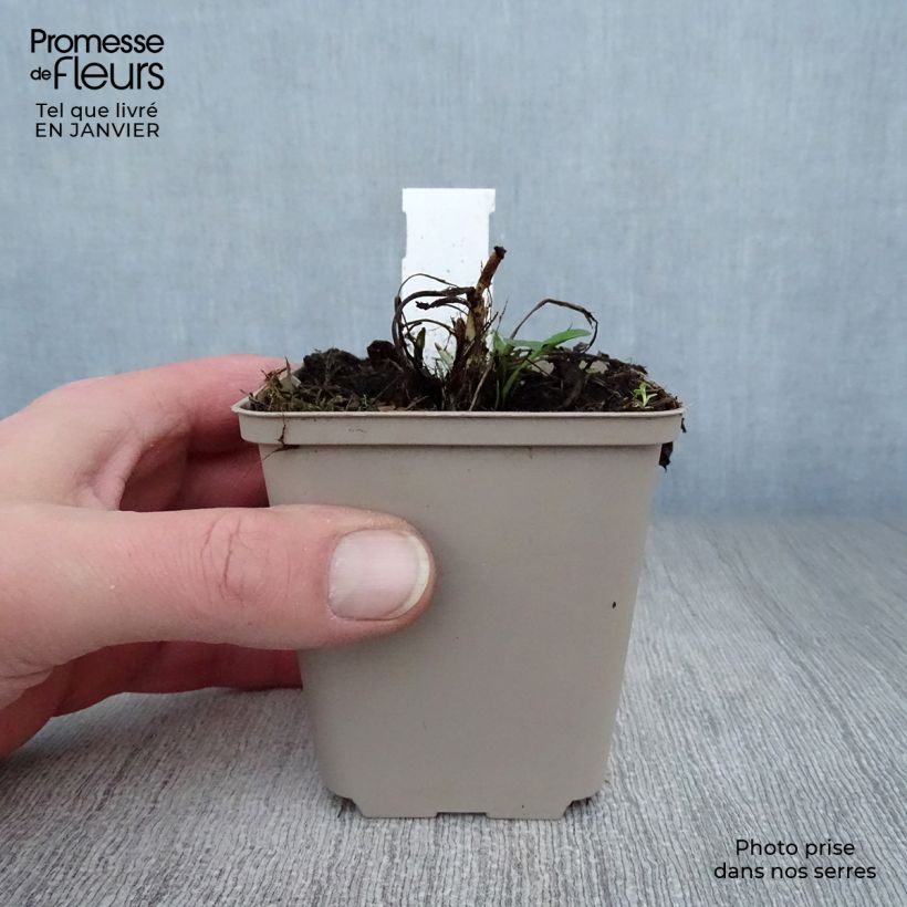 Spécimen de Centaurea atropurpurea - Centaurée pourpre Godet de 8/9 cm tel que livré en hiver