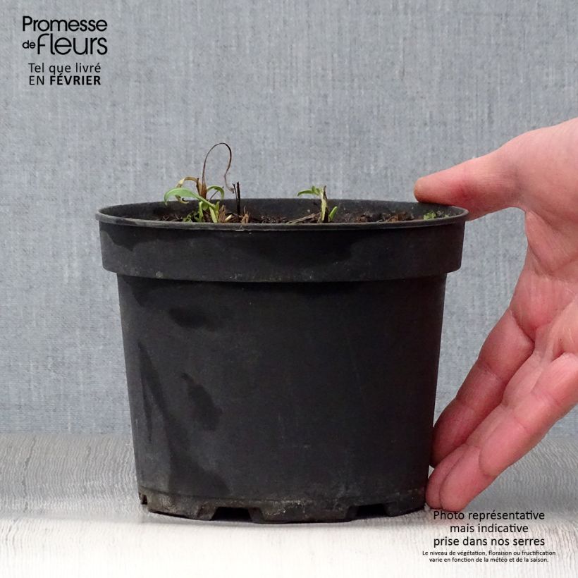 Spécimen de Centaurea atropurpurea - Centaurée pourpre Pot de 2L/3L tel que livré en hiver