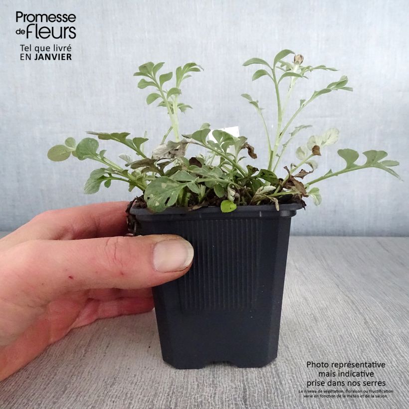 Spécimen de Centaurea bella - Centaurée élégante  Godet de 8/9 cm tel que livré en hiver