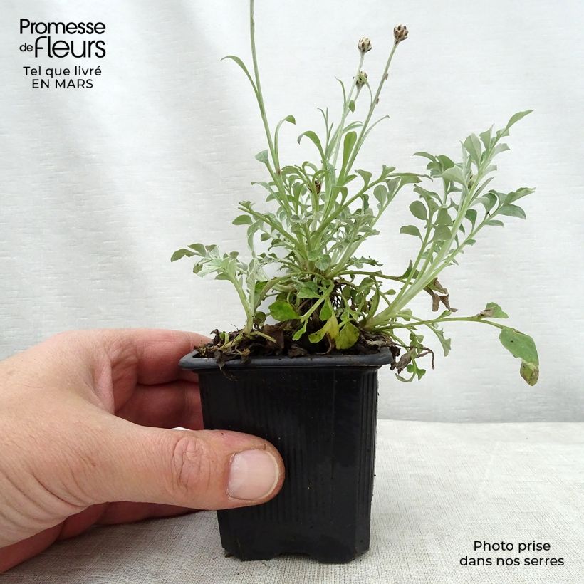 Spécimen de Centaurea bella - Centaurée élégante  Godet de 8/9 cm tel que livré au printemps