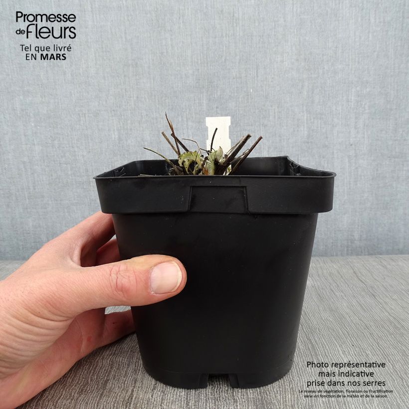 Spécimen de Centaurea dealbata - Centaurée de Perse Pot de 2L/3L tel que livré en hiver