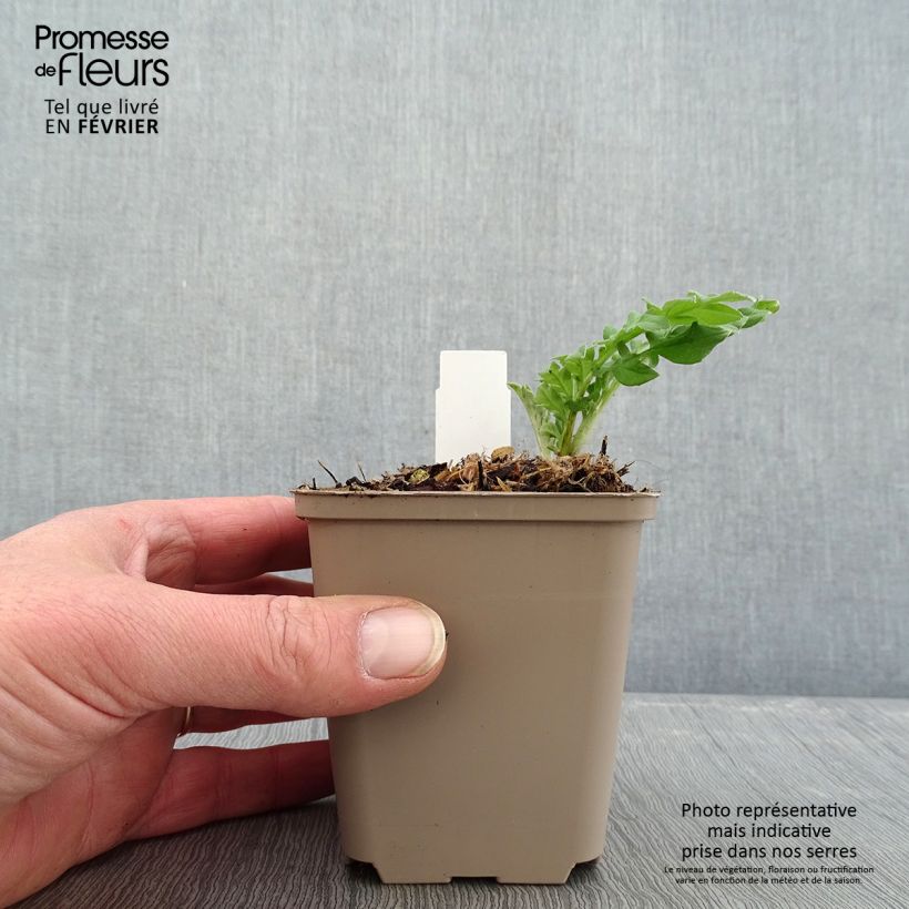 Spécimen de Centaurea dealbata Steenbergii - Centaurée de Perse Godet de 8/9 cm tel que livré en hiver