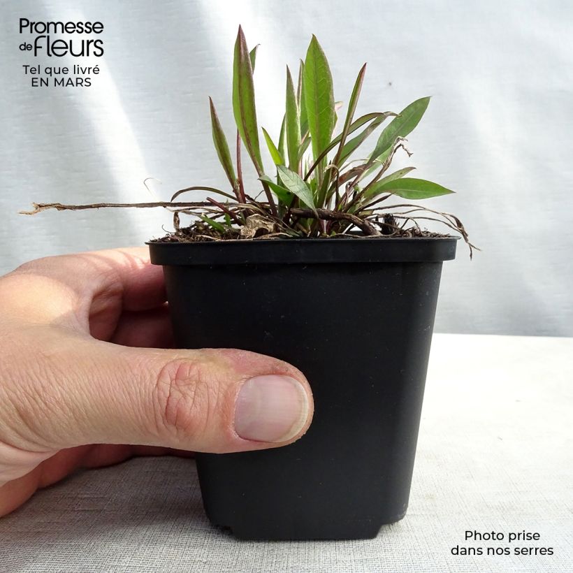 Spécimen de Centaurea jacea - Centaurée jacée Godet de 8/9 cm tel que livré en hiver