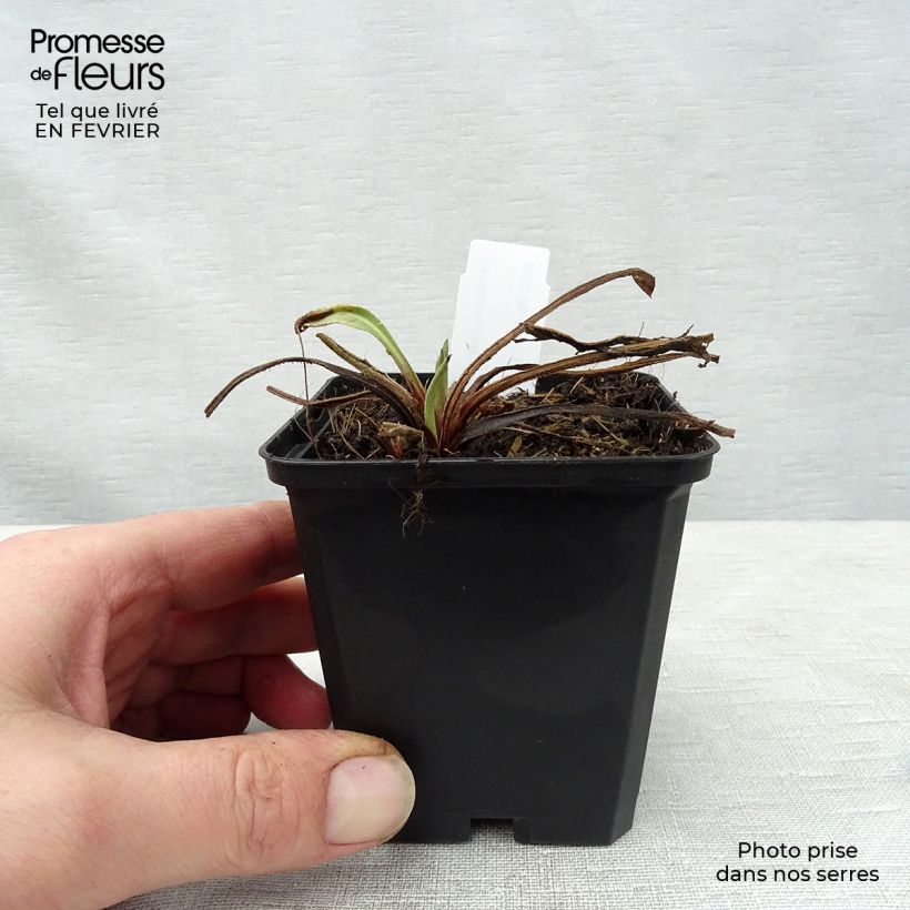 Spécimen de Centaurea macrocephala - Centaurée jaune Godet de 8/9 cm tel que livré en hiver