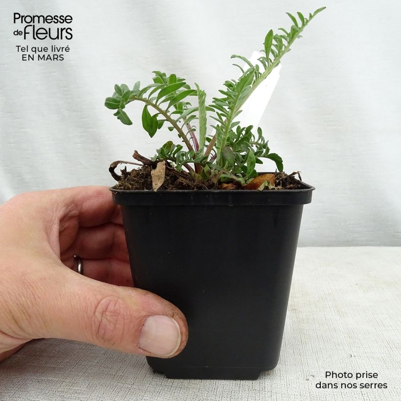 Spécimen de Centaurea orientalis - Centaurée d'Orient Godet de 8/9 cm tel que livré au printemps