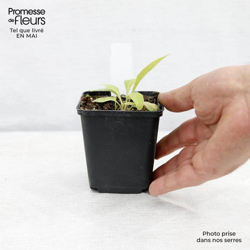 Spécimen de Centaurée Caramia - Centaurea (x) montana Godet de 8/9 cm tel que livré au printemps