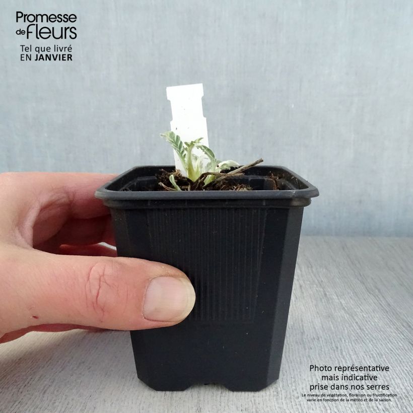 Spécimen de Centaurée - Centaurea hypoleuca John Coutts Godet de 8/9 cm tel que livré en hiver