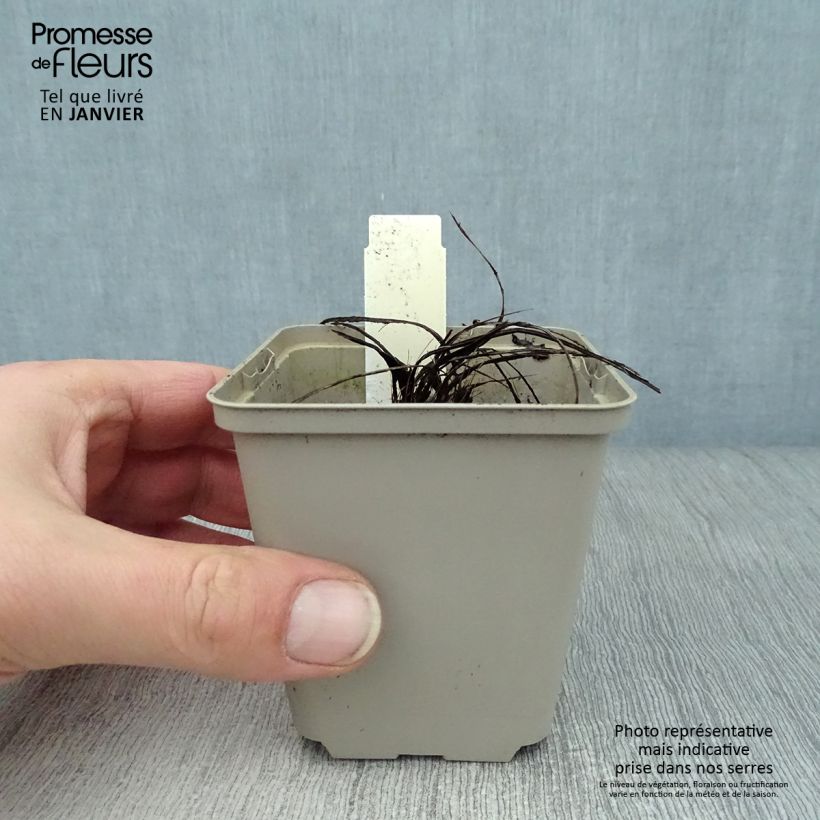 Spécimen de Centaurée, Centaurea pulcherrima Godet de 8/9 cm tel que livré en hiver