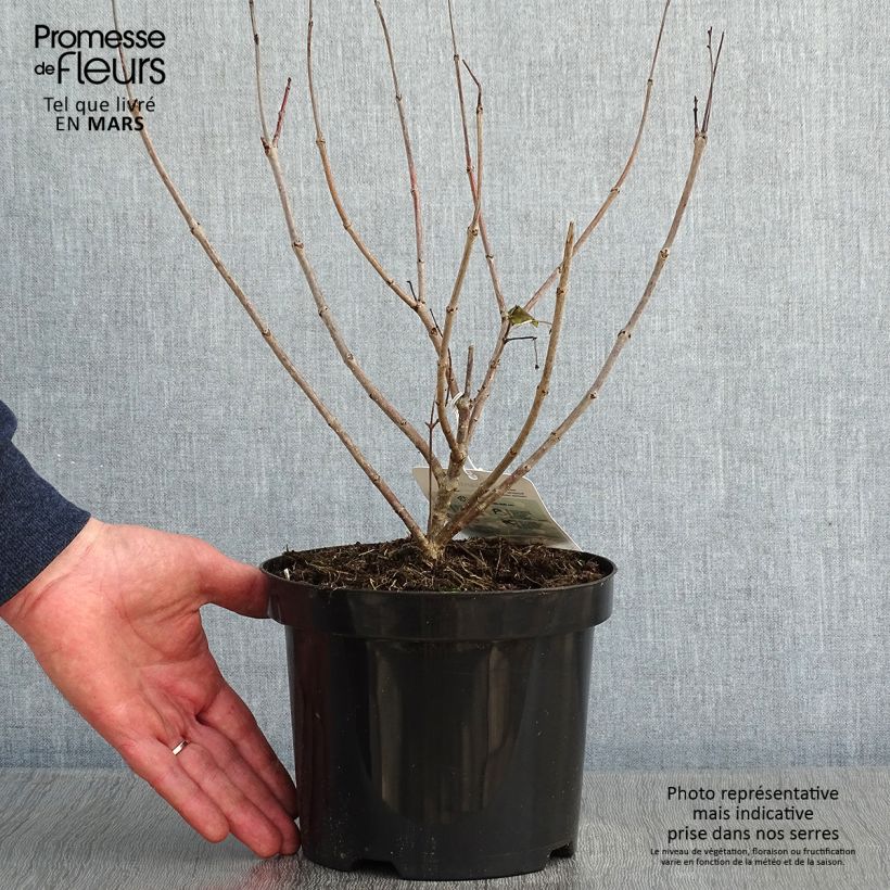 Spécimen de Cephalanthus occidentalis - Bois-bouton Pot de 3L/4L tel que livré en hiver