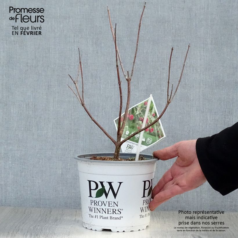 Spécimen de Cephalanthus occidentalis Sugar Shack Pot de 2L/3L tel que livré en hiver