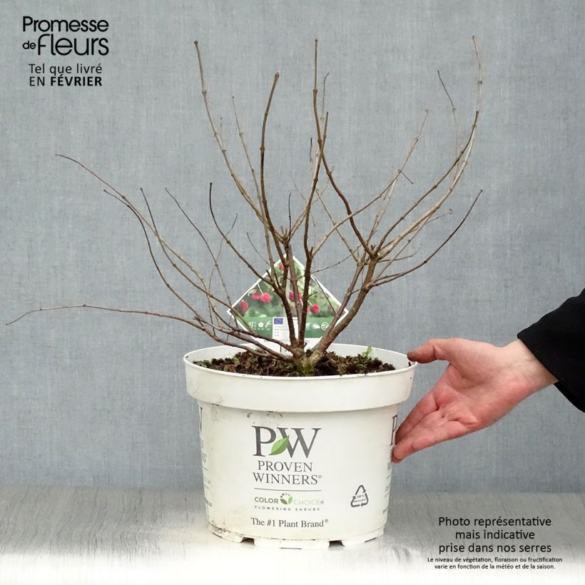 Spécimen de Cephalanthus occidentalis Sugar Shack Pot de 7,5L/10L tel que livré en hiver