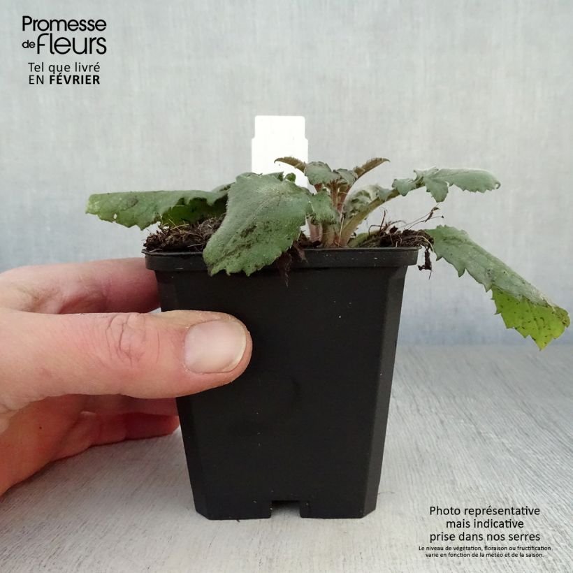 Spécimen de Cephalaria gigantea - Scabieuse géante Godet de 8/9 cm tel que livré en hiver