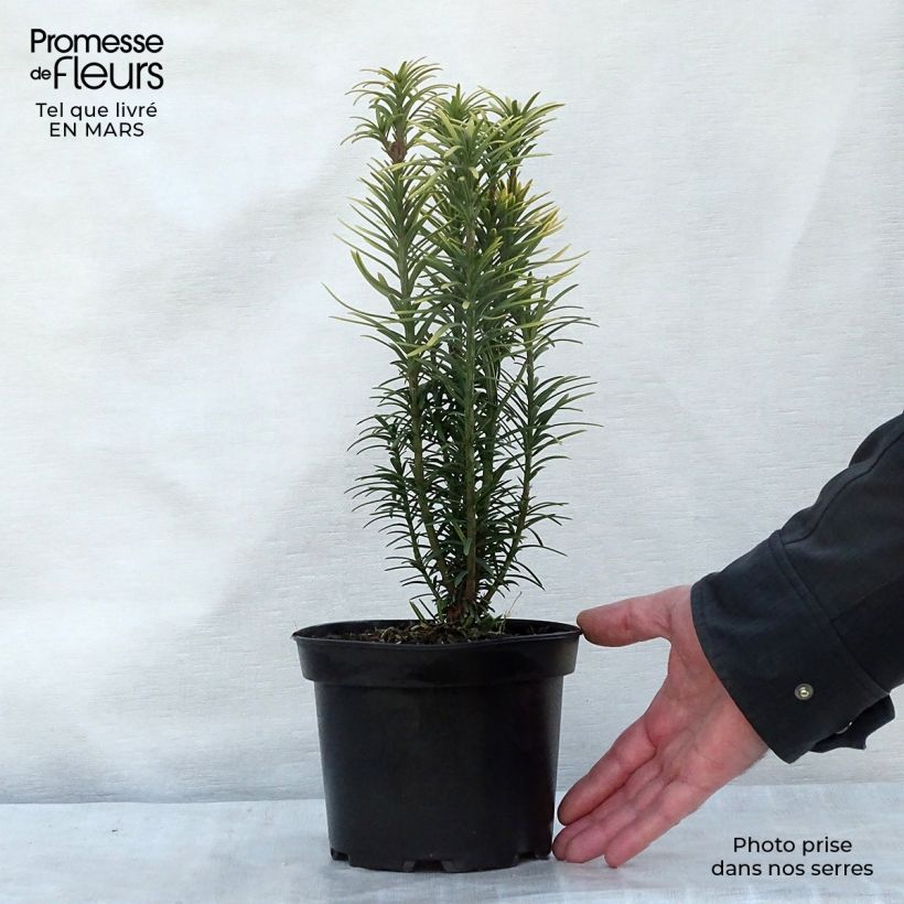 Spécimen de Cephalotaxus harringtonia Korean Gold - Pin japonais à queue de vache        Pot de 2L/3L tel que livré au printemps