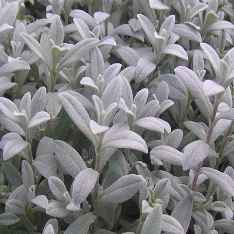 Cerastium biebersteinii - Oreille de souris (Feuillage)