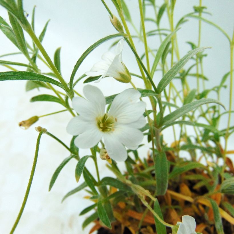 Cerastium biebersteinii - Oreille de souris (Floraison)