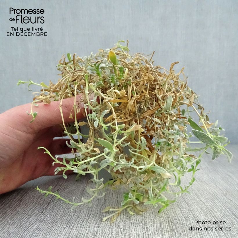 Spécimen de Cerastium biebersteinii - Oreille de souris  Godet de 8/9 cm tel que livré en hiver