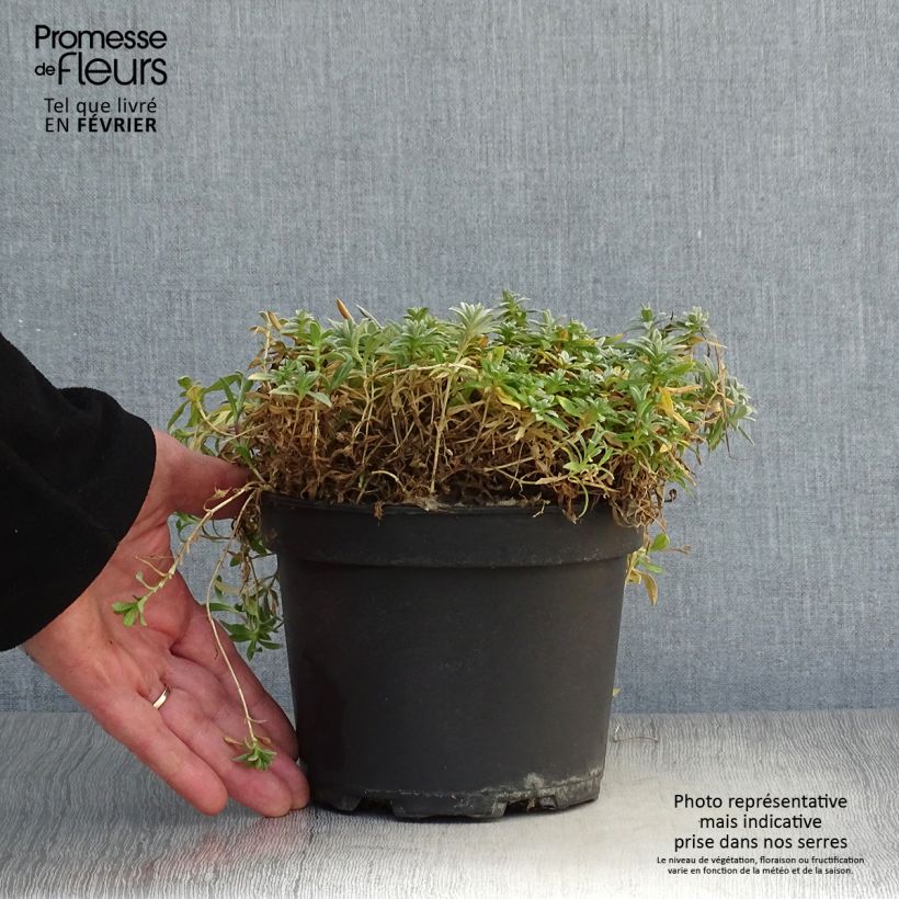 Spécimen de Cerastium tomentosum Yo Yo - Oreille de souris Pot de 2L/3L tel que livré en hiver