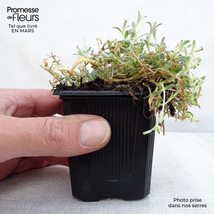 Spécimen de Cerastium tomentosum var. columnae - Oreille de souris - Céraiste Columnae Godet de 8/9 cm tel que livré en hiver
