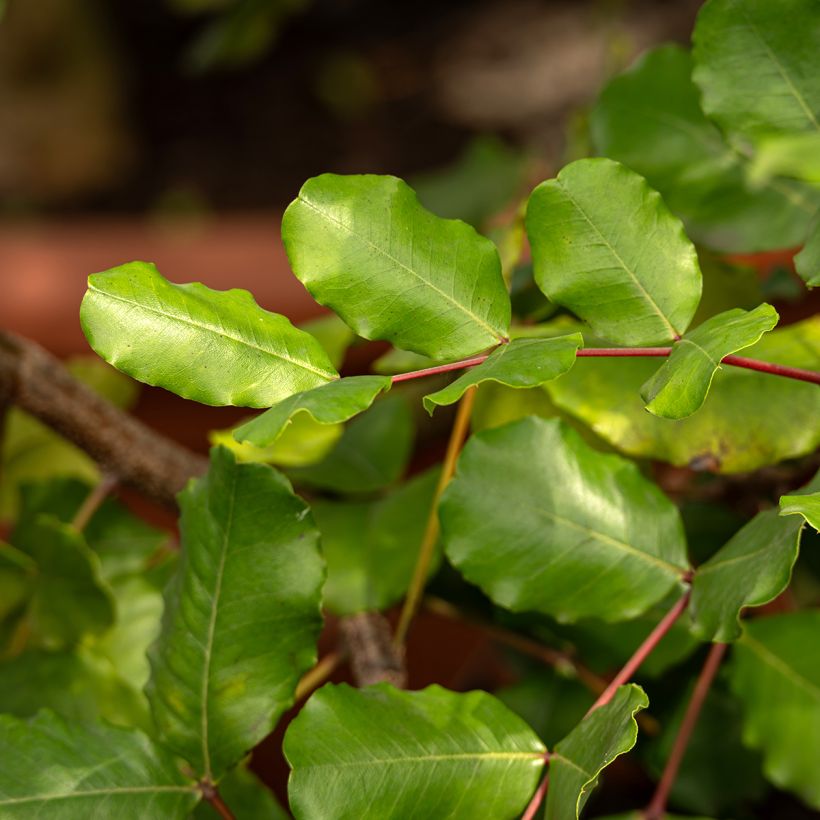 Graines de Caroubier - Ceratonia siliqua (Feuillage)