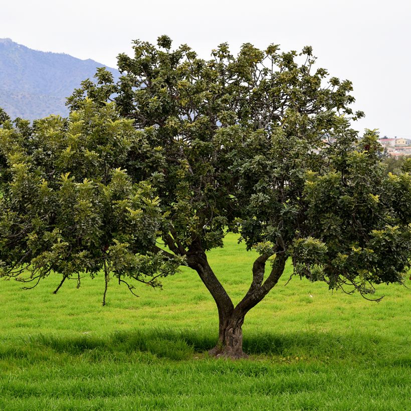 Graines de Caroubier - Ceratonia siliqua (Port)