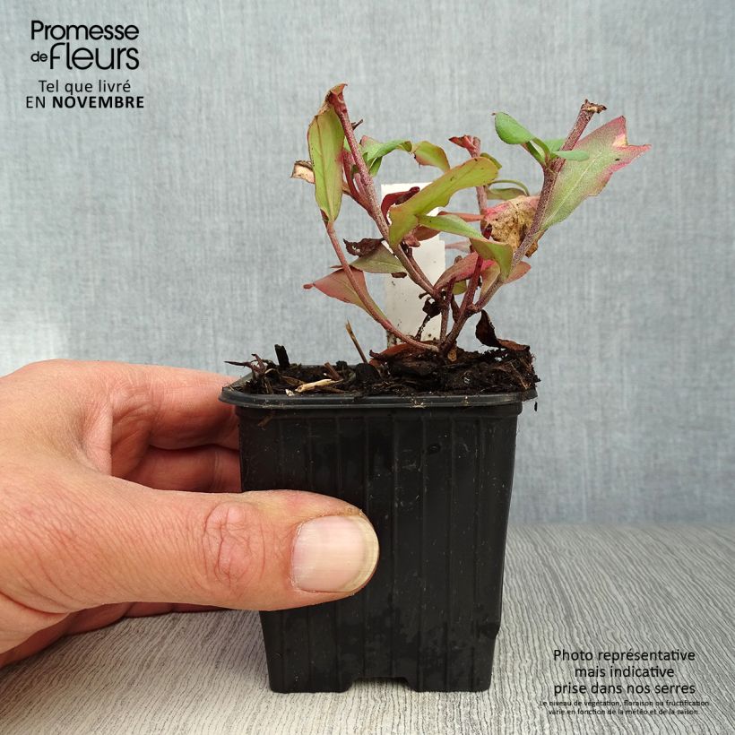 Spécimen de Ceratostigma plumbaginoïdes - Dentelaire Godet de 8/9 cm tel que livré en automne