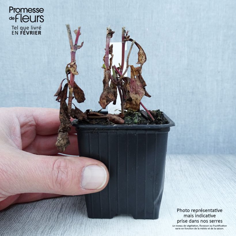 Spécimen de Ceratostigma plumbaginoides - Dentelaire Godet de 8/9 cm tel que livré en hiver