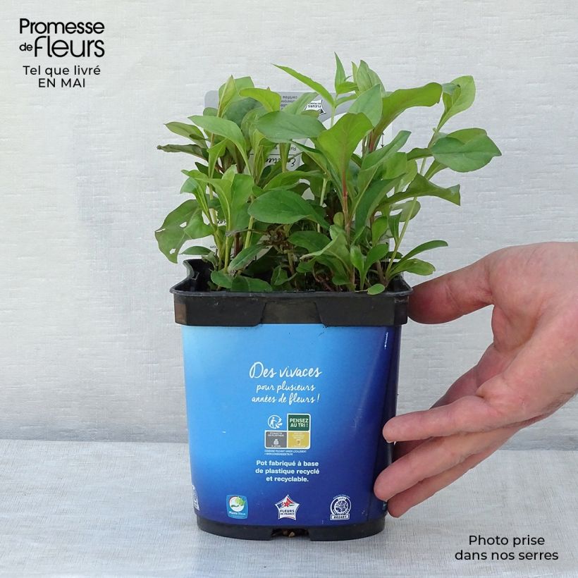 Spécimen de Ceratostigma plumbaginoides - Dentelaire Pot de 2L/3L tel que livré au printemps