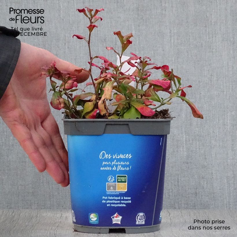 Spécimen de Ceratostigma plumbaginoides - Dentelaire Pot de 2L/3L tel que livré en hiver