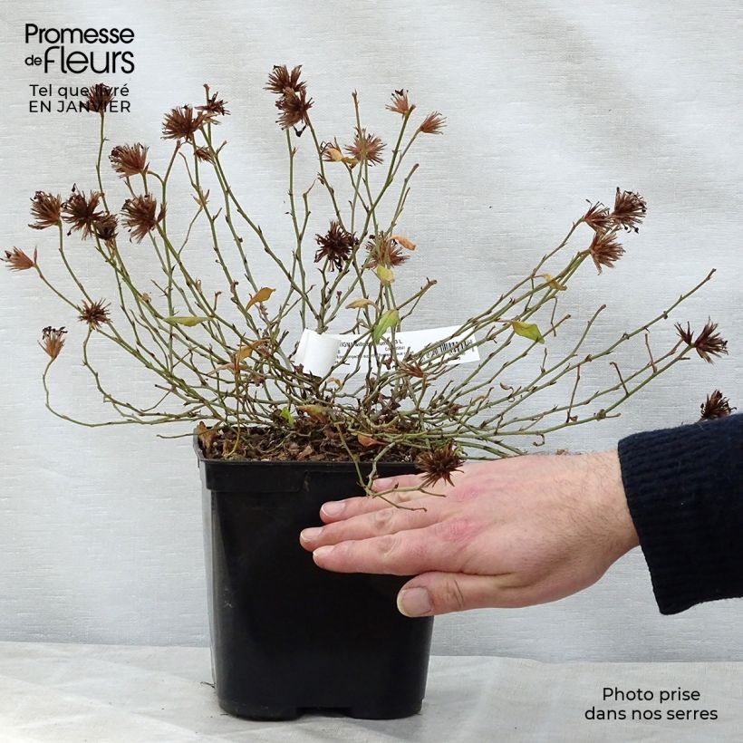 Spécimen de Ceratostigma willmottianum Forest Blue - Plumbago de Willmott Pot de 2L/3L tel que livré en hiver