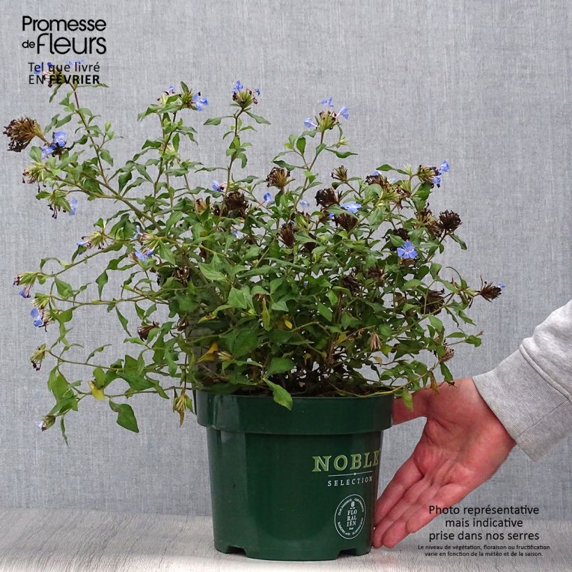 Spécimen de Ceratostigma willmottianum Forest Blue - Plumbago de Willmott Pot de 2L/3L tel que livré en automne