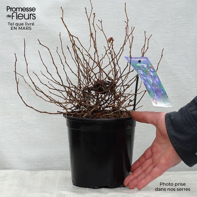 Exemplar von Ceratostigma willmottianum - Hornbleiwurz Topf mit 2L/3L wie im Frühjahr geliefert