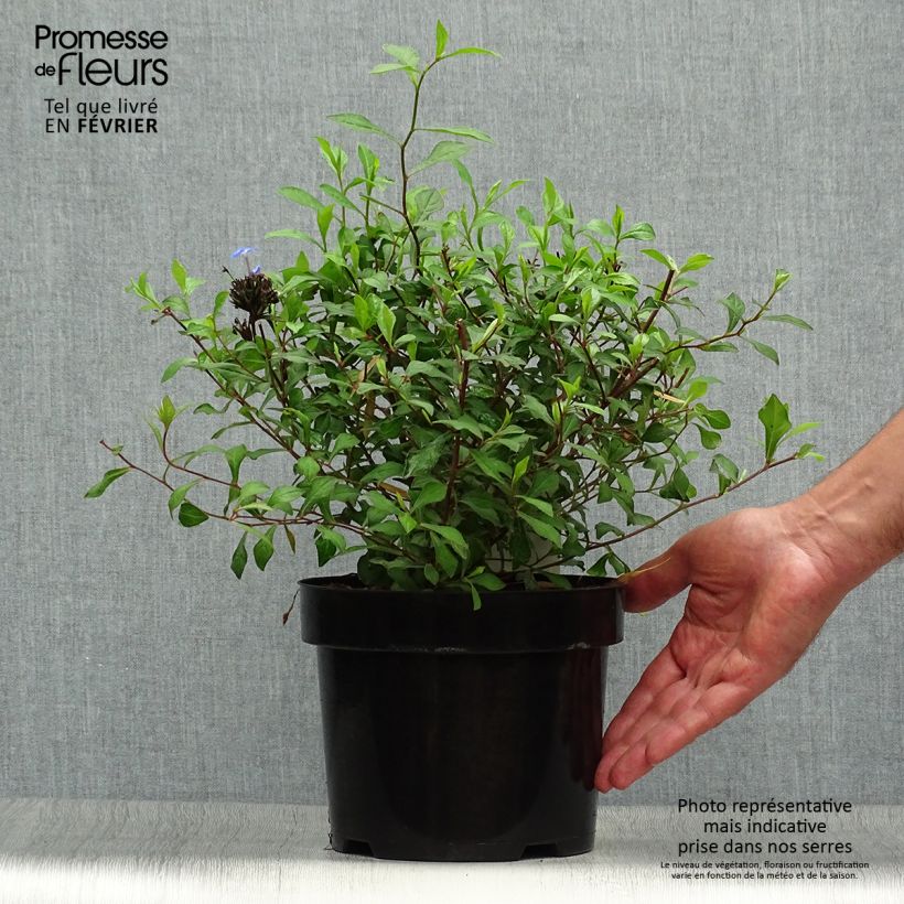 Spécimen de Ceratostigma willmottianum - Dentelaire Pot de 2L/3L tel que livré en automne