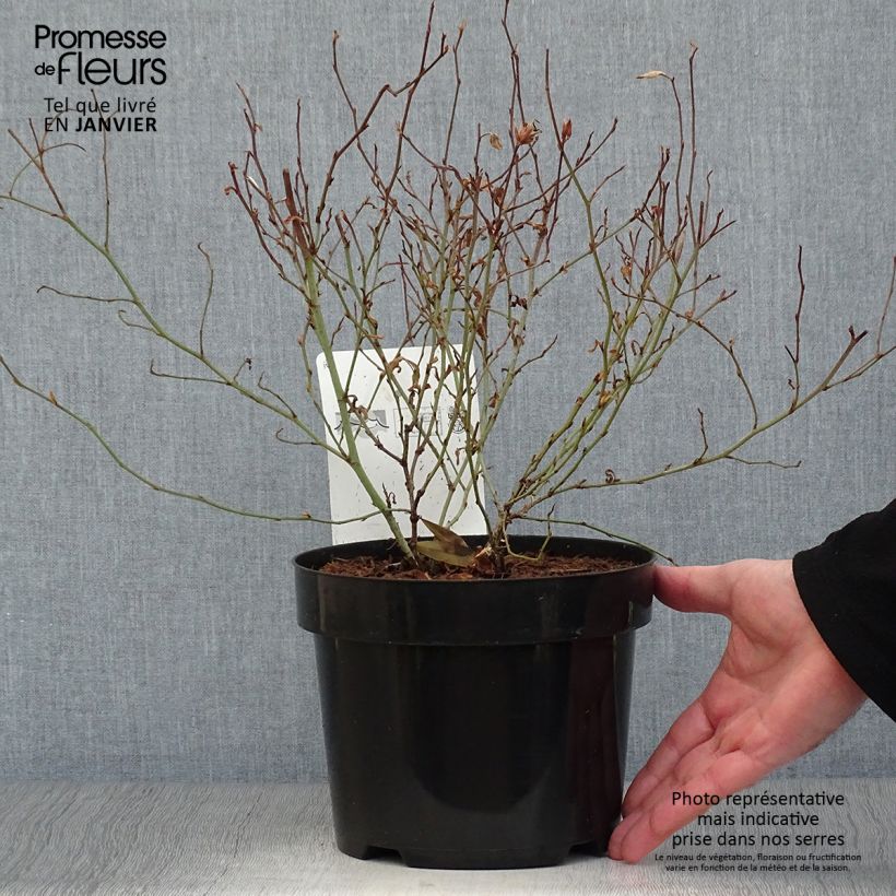 Spécimen de Ceratostigma willmottianum - Dentelaire Pot de 2L/3L tel que livré en hiver