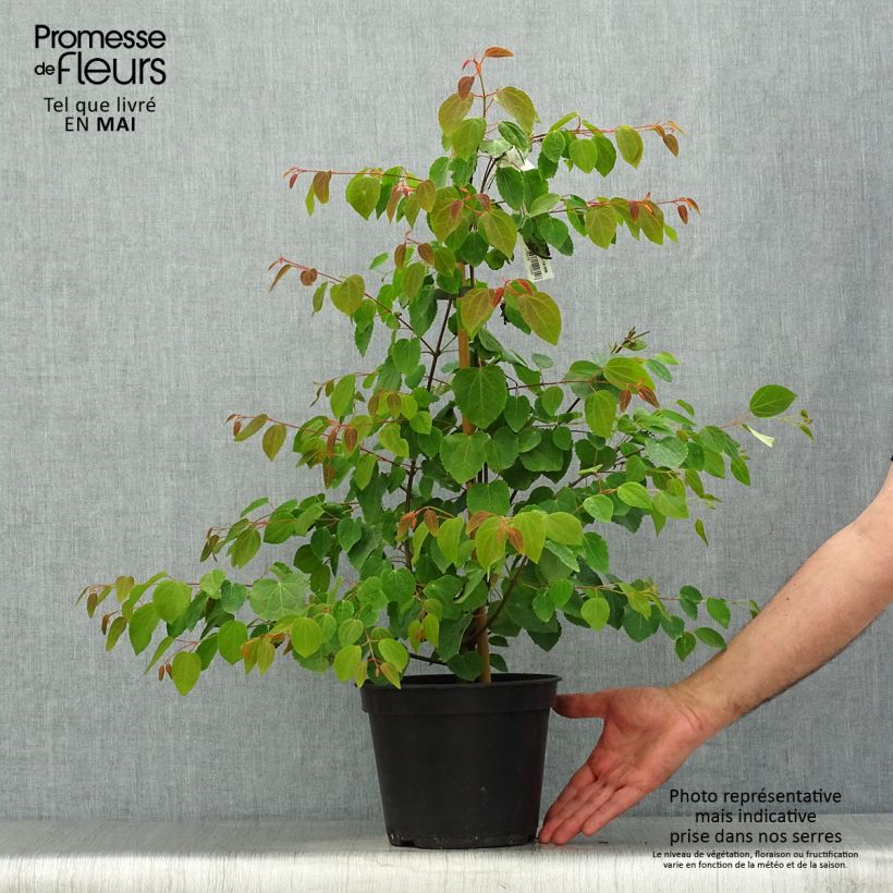 Spécimen de Cercidiphyllum japonicum Glowball - Arbre à caramel  Pot de 4L/5L tel que livré au printemps