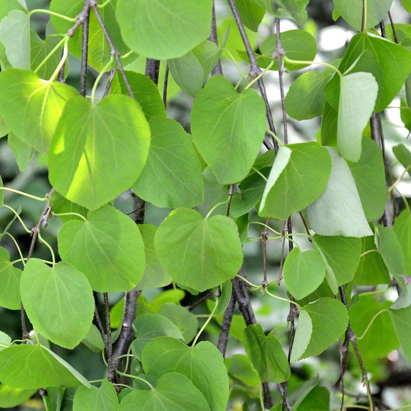 Cercidiphyllum japonicum Pendulum - Arbre à caramel (Feuillage)