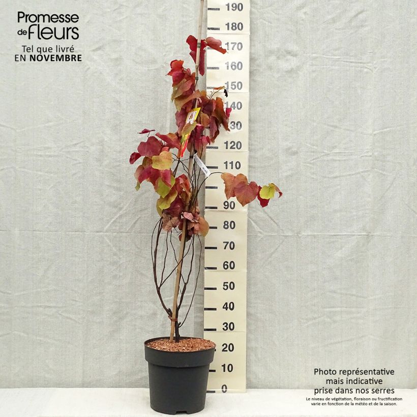 Spécimen de Cercis canadensis Eternal Flame - Gainier du Canada Pot de 12L/15L tel que livré en automne