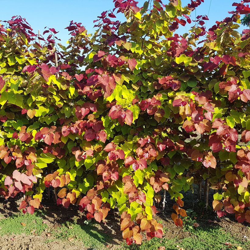 Cercis canadensis Eternal Flame (Hábito)