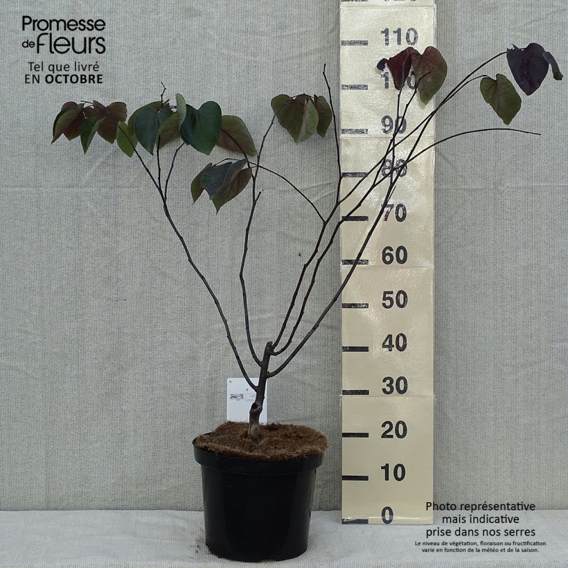 Spécimen de Cercis canadensis Forest Pansy - Arbre de Judée Pot de 7,5L/10L tel que livré en automne