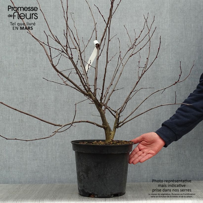 Spécimen de Cercis canadensis Hearts of Gold - Arbre de Judée doré Pot de 7,5L/10L tel que livré en hiver