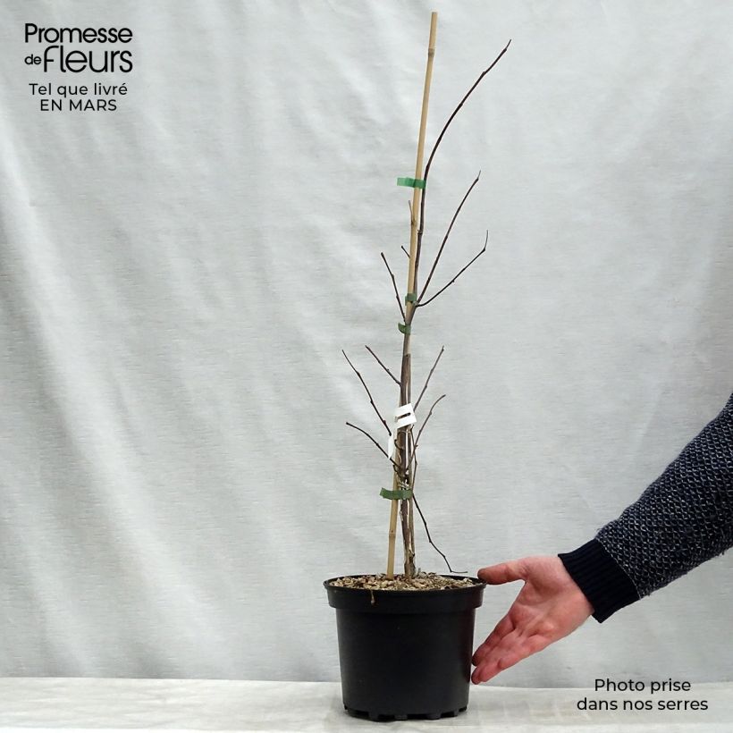 Spécimen de Cercis canadensis Hearts of Gold - Arbre de Judée doré Pot de 4L/5L tel que livré au printemps