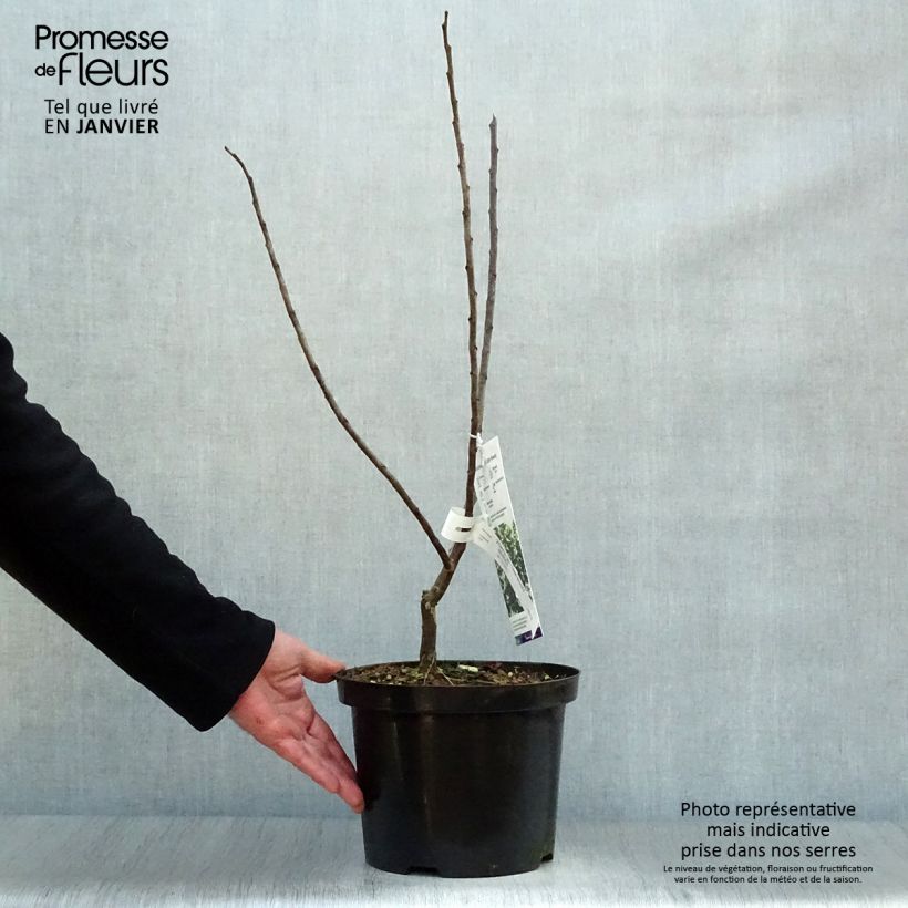 Spécimen de Cercis canadensis Little Woody - Gainier du Canada Pot de 3L/4L tel que livré en hiver