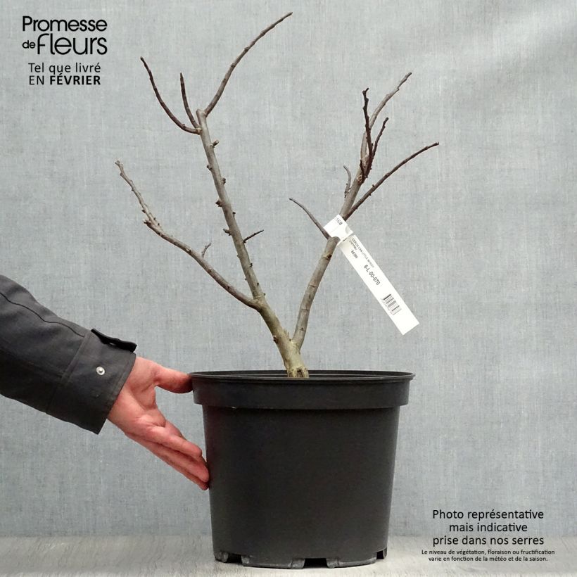 Spécimen de Cercis canadensis Little Woody - Gainier du Canada Pot de 6L/7L tel que livré en hiver
