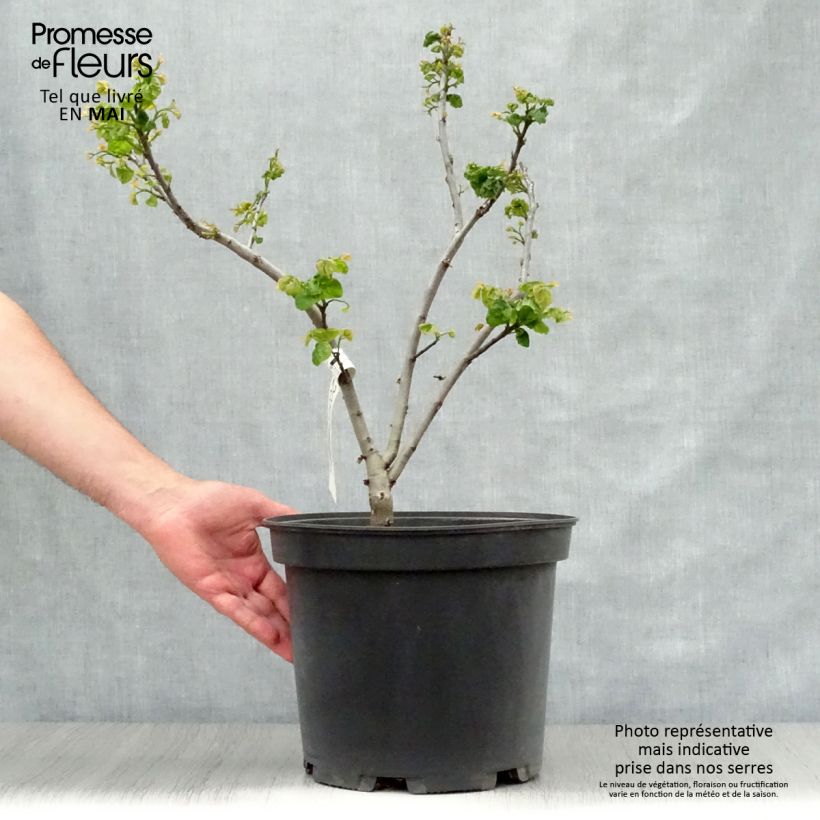 Spécimen de Cercis canadensis Little Woody - Gainier du Canada Pot de 6L/7L tel que livré au printemps