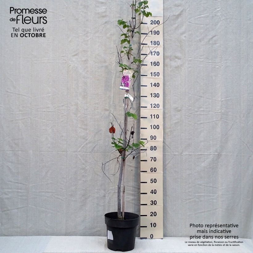 Spécimen de Cercis canadensis Pink Pom Pom's - Gainier du Canada Pot de 7,5L/10L tel que livré en automne